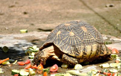 Close-up of a turtle