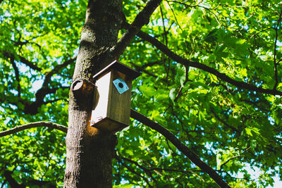 Low angle view of bird perching on tree