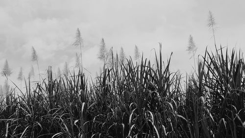 Close-up of wheat growing on field against sky during sunset