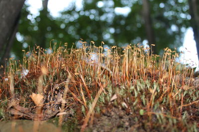 Close-up of plant growing on field