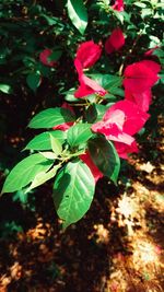 Close-up of flower blooming outdoors