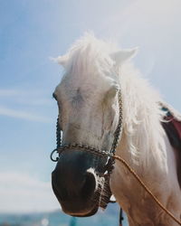 Close-up of horse against sky