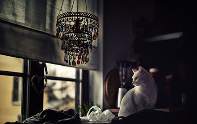 Cat sitting on table at home