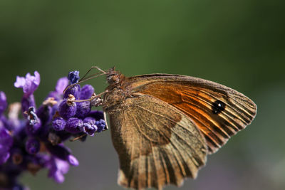 Meadow brown butterfly, maniola jurtina, on lavender blossom
