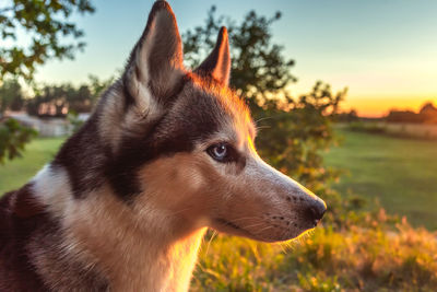 Close-up of dog looking away on field