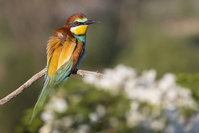 Close-up of bird perching on branch