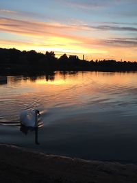 Swam swimming in lake against orange sky