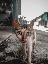 Close-up portrait of a cat