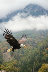 Bird flying over mountain against sky