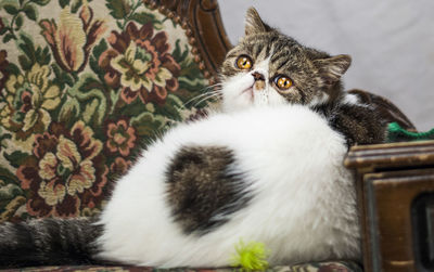 Close-up of cat sitting