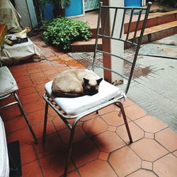 High angle view of cat sitting on tiled floor