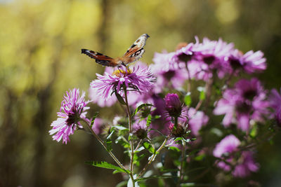 Close-up of butterfly pollinating on pink flower