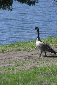 Bird on grass at lakeshore