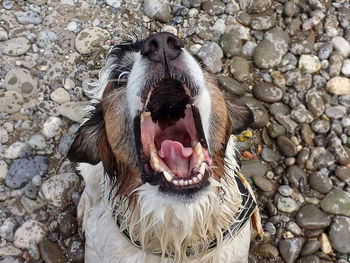 Close-up of dog on rock