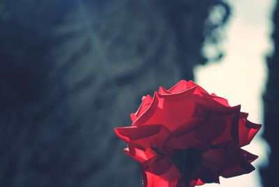 Close-up of red rose blooming outdoors