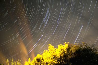 Low angle view of trees against sky at night