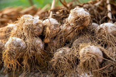 Close-up of dry plants