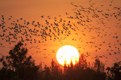 Low angle view of silhouette birds flying against orange sky