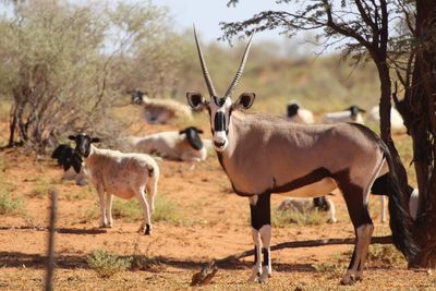 Oryx on field in forest