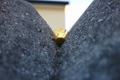 Close-up of yellow flowering plant in building