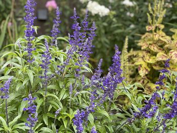 Close-up of purple flowering plants