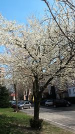 View of trees and plants