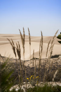 Close-up of plants on field against clear sky