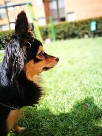 Close-up of dog on grass