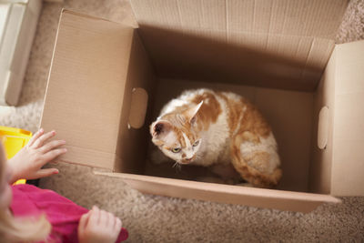 High angle view of cat in cardboard box at home