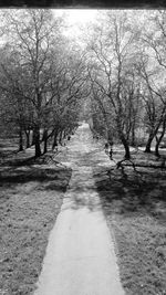 Footpath amidst trees in park