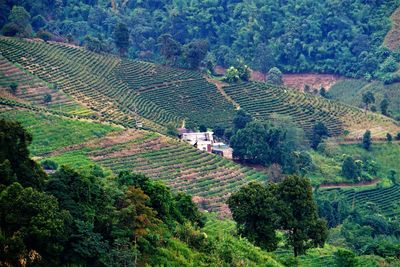 High angle view of agricultural field