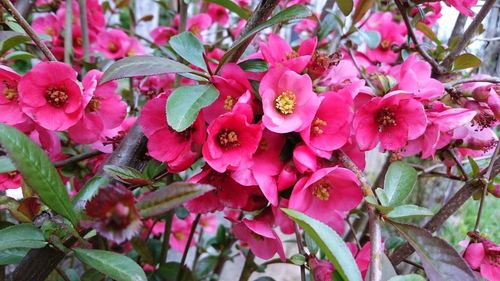 Close-up of pink flower in park