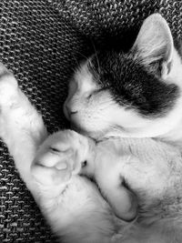 Close-up of hand with dog