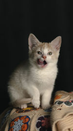 pet