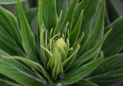 Close-up of green plant