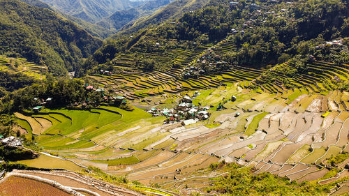 High angle view of agricultural field