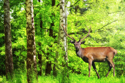 Deer in forest
