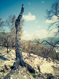 Dead tree on landscape against sky