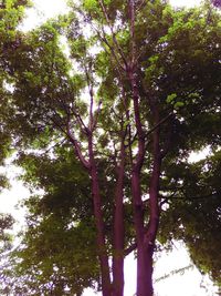 Low angle view of trees in the forest