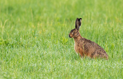 Hare on a wet meadow