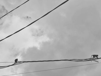 Monkeys walking along phone lines 