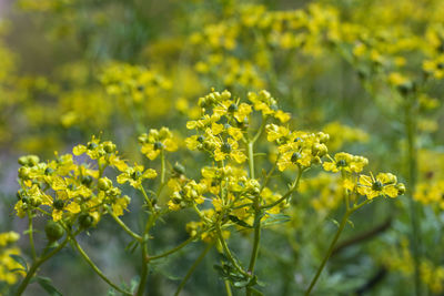 Close-up of yellow flowering plants on field