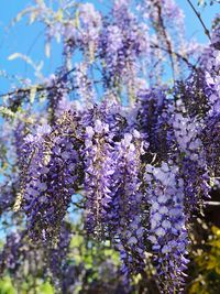 Close-up of purple flowering plant