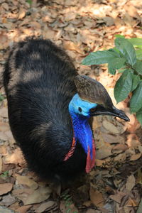 High angle view of a bird on field