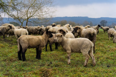 Sheep in a field