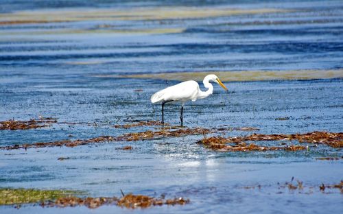 Bird on lake