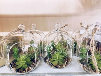 Close-up of potted plants on glass table