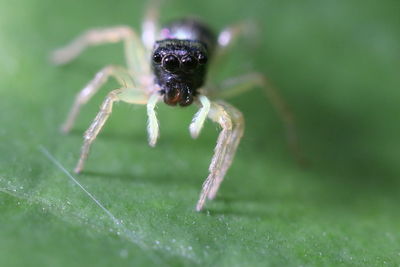 Close-up of spider