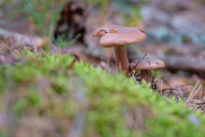 Close-up of mushroom growing on field