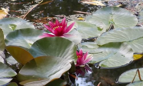 Close-up of pink lotus water lily